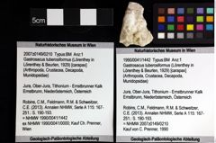 Foto (Objket + Etiketten) von Decapoda indet. 